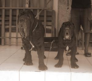 caos_puppy