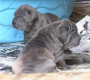 bahiapups