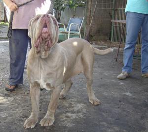 bionda