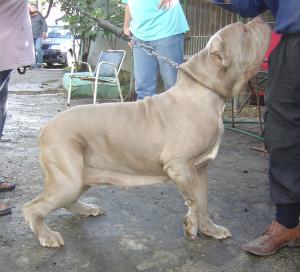 bionda2