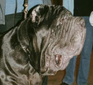 normal_brigantedelcastellaccio_head_2