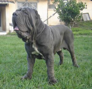 bosco