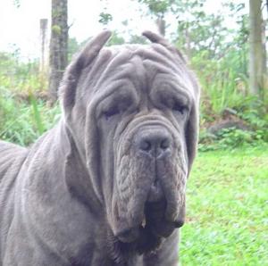 normal_Ulisses