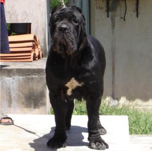 donzamora_female