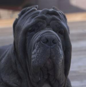 bruno2