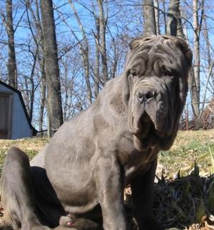 Tyson