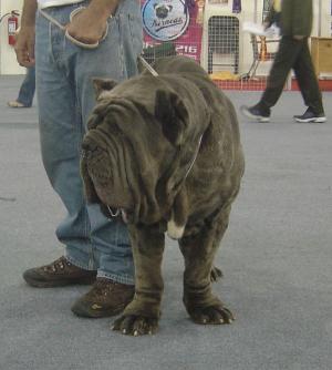 ogandivitale