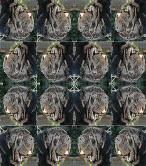 sicanoupsidedown_views