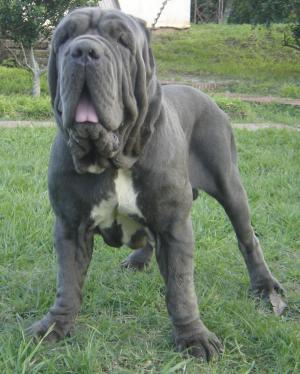 boscodezamora