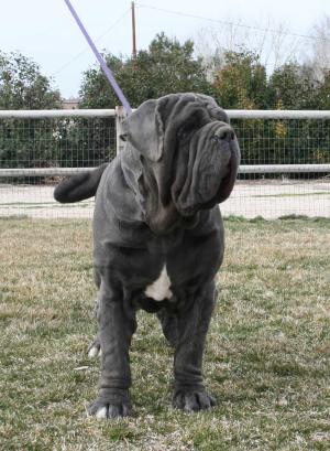Tiberio2