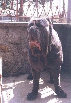 claus_del_nolano