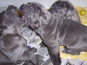dogs 26 5 2007 100