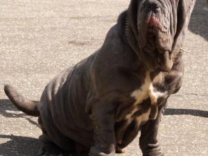 dogs 20 5 2007 084