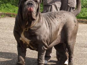 dogs 20 5 2007 101