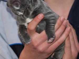 Lunas pups  26 04 2007 036
