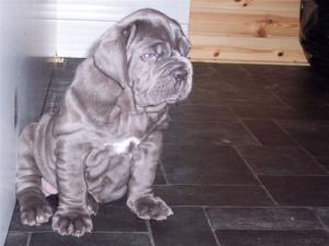pups 01 06 2007 018