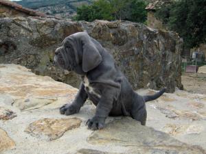 goliathpuppy2