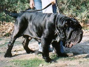 Caos10001