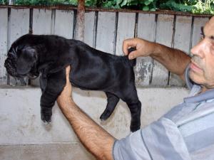 puppy1