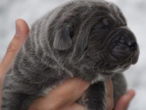 Lunas pups  27 04 2007 013
