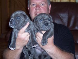 Copy of Hartu and Circe pups 02 07 2008 087