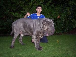 Dogs 28 10 2006 080