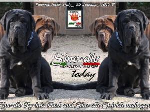 Sine^die Lavinia and Osiride