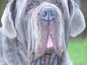 dogs 28 01 2007 058