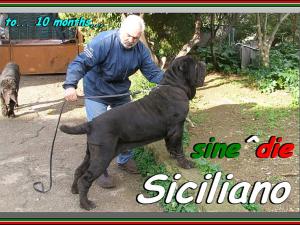 Siciliano a 10 mesi