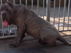 dogs 04 07 2006.a 043