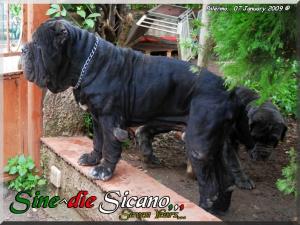 Sine^die Sicano,,, Seven Years,,,