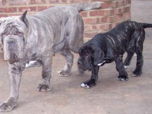 Luna and Monte