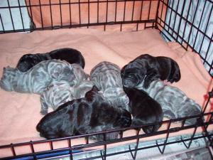 Allegra puppies 15 5 2007 003