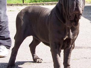 04062006.dogs 045