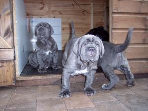 pups 01 06 2007 021