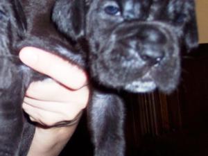 Hartu and Circe pups 02 07 2008 048