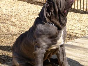 30 03 2008.dogs (76)