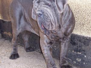 04062006.dogs 118
