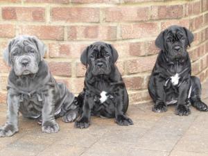 26 07 2008 pups 040