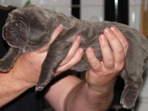 Lunas pups 5 5 2007 028