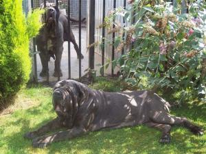 Dogs 13 08 2006.aa 020