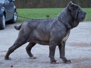 dogs 28 01 2007 098