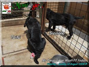 Taitu & Siciliano owner mastino Sine^die italia,,,
