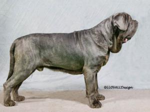 Photo103Dog65Web