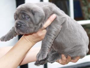 Luna and Veleno pups 13 5 2007 036