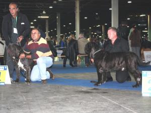 Copy of Hartu 2nd in European show Budapest 2008 (3)