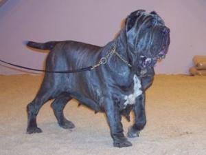 Nina at Discover dogs 11 11 2006 014