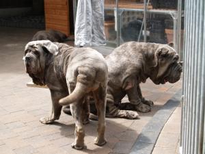 26 07 2008 pups 057