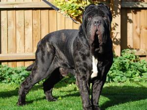 Ottavio (1)