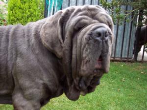 dogs 09 07 2006.a 019